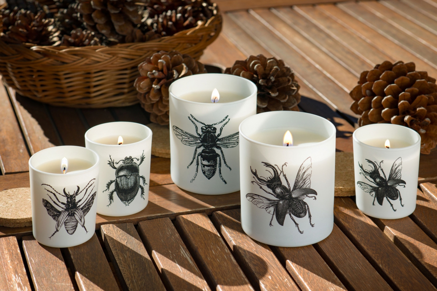 Insectos