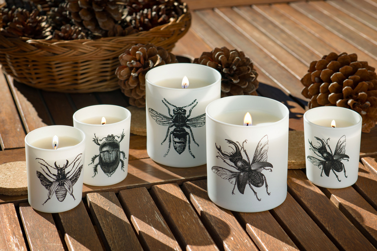 Insectos
